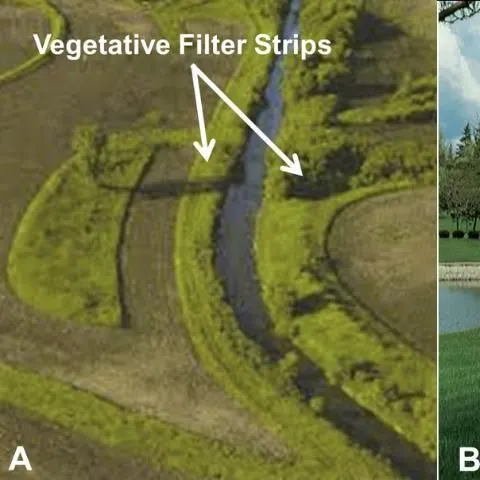 thumbnail for publication: Vegetative Filter Strips—A Best Management Practice for Controlling Nonpoint Source Pollution